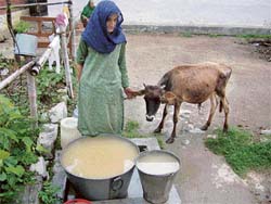 Residents of the Upper Behali panchayat areas have been getting muddy water for the past many days. What to speak of humans, even animals are averse to drinking this water as is evident.