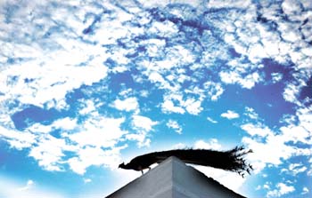 Tribune photo by Manas Ranjan Bhui