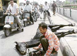 A grieving Isharat Ali sitting near the carcass of his mule that collapsed due to heat in Ludhiana