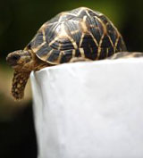 An Indian Star tortoise crawls out from its box at a wildlife centre in Kuala Lumpur on Monday.