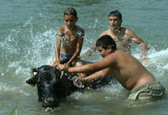 Youths bath a cow in the Arges on the outskirts of Bucharest. Four people have died in Romania due to the heat, after temperatures rose above 35 C in parts of the country