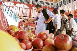 People throng a flowers, fruits and vegetables exhibition organised by the Department of Horticulture at The Ridge in Shimla on Thursday.