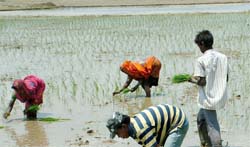 Vanishing Act: Farmers are facing a tough time due to shortage of labour during paddy sowing season.