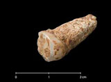 Handout picture showing a human tooth found in the Atapuerca Sierra near Burgos which is thought to be over one million years old. Spanish researchers believe it is the oldest human fossil ever discovered in western Europe.