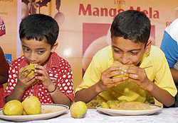 Kids relish mangoes during a mela at the Yadavindra Gardens, Pinjore, on Sunday.