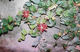 Pink passion flower is a native of Brazil