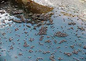 Mosquitoes breed in a puddle in a city area in Ludhiana