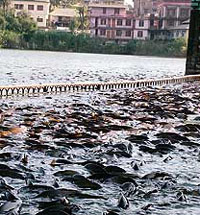 A view of the Rewalsar Lake which is teaming with fish. As the lake is of great religious importance, angling is prohibited here.