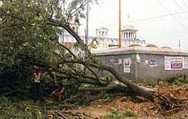 A tree felled at the Sector 20-30 road crossing in Chandigarh on Thursday.