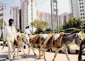 Beasts of burden slug it out as high-rise apartment buildings come up in Gurgaon
