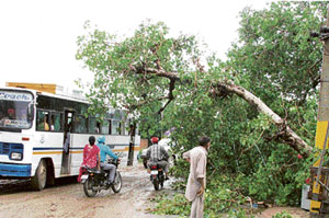 A tree that was uprooted near Gill village on Malerkotla road after strong rain lashed Ludhiana on Friday. Photo by I.V