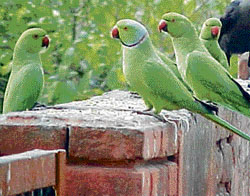 The parakeet has adapted itself to the cold climate despite its tropical origin.