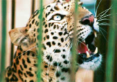 Killer LeopardsMarching to extinction.