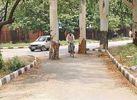A slip road in Mohali makes way for trees.