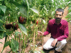 Kamal Pathania shows the capsicum crop growing in his greenhouse.