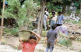 A man carries a potted plant at Durga Nursery, Mani Majra