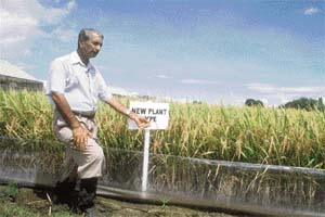 The agricultural scientist with the latest variety of rice known as Wonder Rice