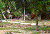 Cattle roam freely inside the Government Senior Secondary School for Boys, Abohar.