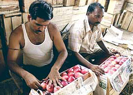 Seasons first apple harvest of the Kashmir valley arrives at Narval Mandi in Jammu.
