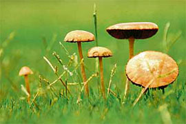 Wild mushrooms add a sparkle to Leisure Valley’s green landscape.