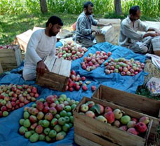 Fruit growers of Sopore sort out apples in wooden boxes to transport them to other parts of the country at the apple market in Srinagar on Tuesday. 