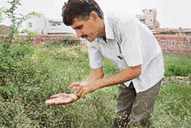 Ramji Jaimal of Dabri village at work in the fields
