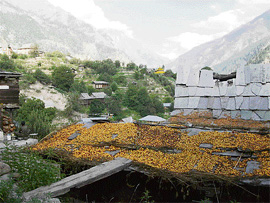 A season of fruits in Sangla.