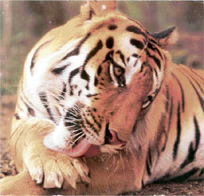 The big cats are resilient creatures.