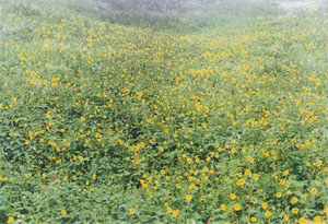 Wild blooms on way to Shrikhand. 