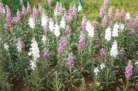 Stocks are invaluable for beds, for massing in borders or for pots.