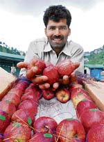 An orchardist proudly displays his apples before auction in the Dhalli mandi, near Shimla.