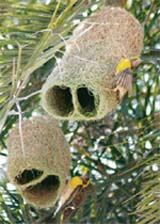 Weaver birds in Handa village in Karnal