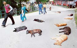 Stray dogs take a nap on Shimlas prestigious Mall Road. These dogs are a danger to pedestrians using this road, which is out of bounds for vehicles except those of the capitals top guns