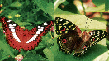 Commander and Lemon Pansy