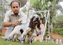 Sonu's home delivered dog care
