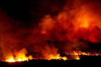 Trees and grasses burn near Kato Samika village, about 320 km from Athens, Greece, on Saturday.