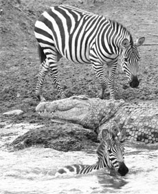 A crocodile lies along zebras before they crossed the Mara river during the annual wildebeest migration in Kenyas Masai Mara national reserve, 270 km southwest of Nairobi.