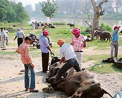 A team of veterinary doctors attends to injured buffaloes in Doraha on Wednesday.