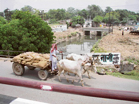 A Farmer on his bull cart on main road near bus stand in Ambala on Friday. A Tribune photograph
