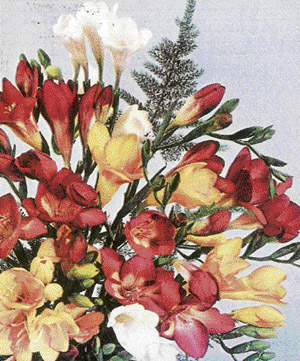 Freezias are prized by flower arrangers