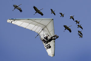 French ultralight-plane pilot Christian Moullec performs with his trained Barnacle geese and cranes over Bex airfield, during Switzerland's largest airshow in Bex on Saturday.