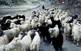 Gujjars have started migrating early to the plains in Jammu from the upper reaches.