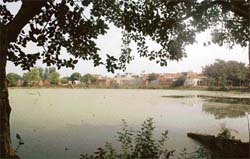 The pond in Dadumajra village which is to be converted into a fish pond by the MC.