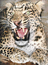 Panther punch added to Chhatbir: Kinnar is one of the six panthers who arrived at Chhatbir Zoo from the rescue and rehabilitation centre at Shimla