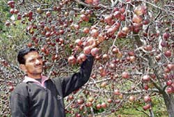 An orchardist depicts the scab-hit apple crop