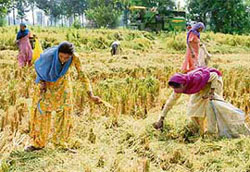 Paddy harvesting in progress near Pehowa on the Hisar road.