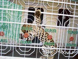 A three-year-old leopard that was trapped in a house in Dadaun village in Jogindernagar 