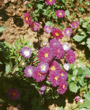 Asters make excellent cut flowers