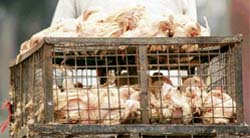 Chicken being taken for slaughtering in most cruel way. Most of these are transported this way only
