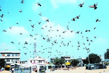 The Tribune lensman Pawan Sharma captures a flock of pigeons over the grain market in Jalandhar.